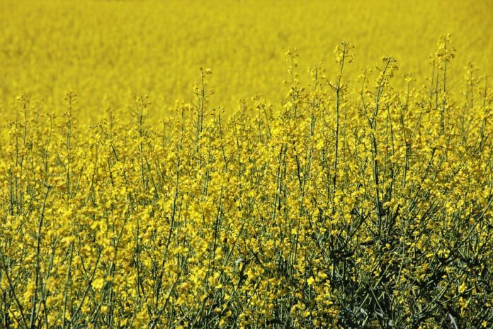 Top 10 canola oil export companies in India