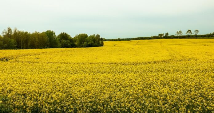 Top 10 canola oil exporting countries in 2025