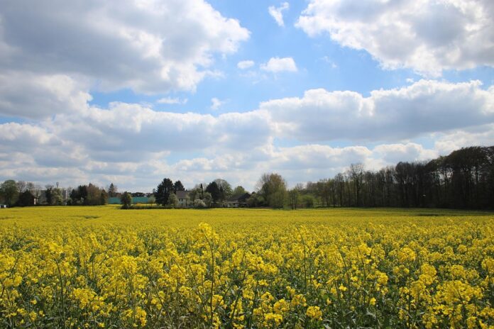 Top 10 canola oil import companies in United States