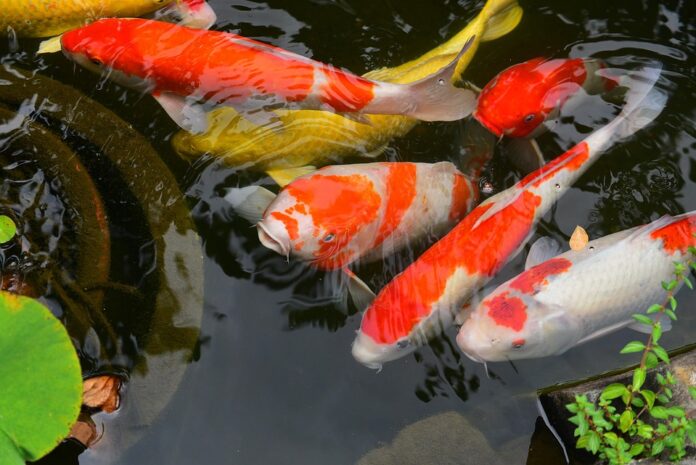 Top 10 carp brands in Indonesia