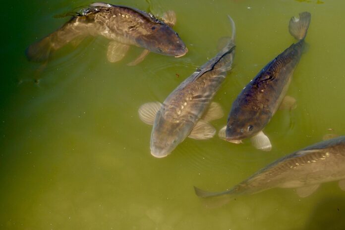 Top 10 carp brands in Russia