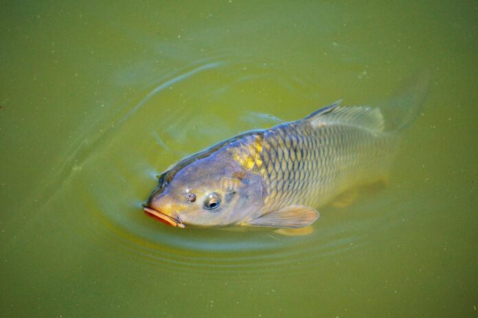 Top 10 carp export companies in Poland