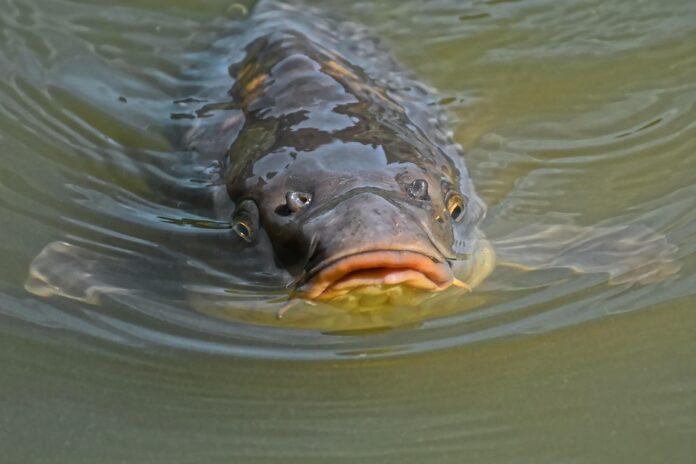 Top 10 carp export companies in Vietnam