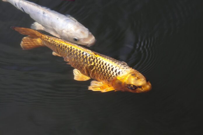 Top 10 carp import companies in Hungary