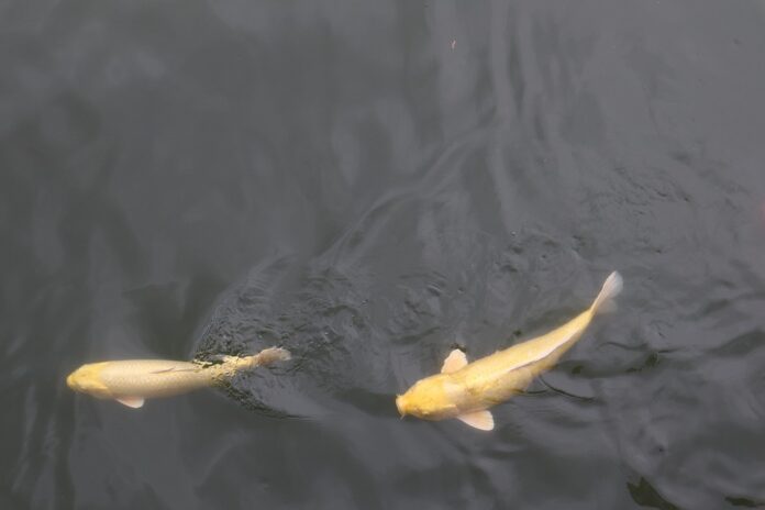 Top 10 carp import companies in Romania