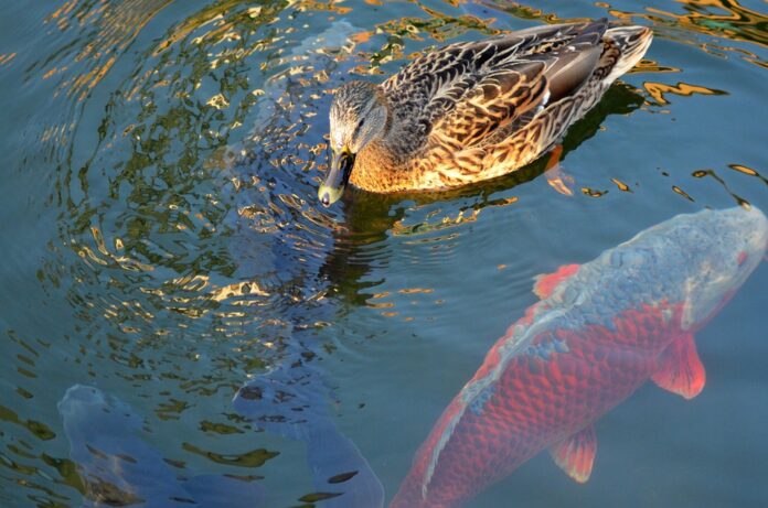 Top 10 carp import companies in Russia