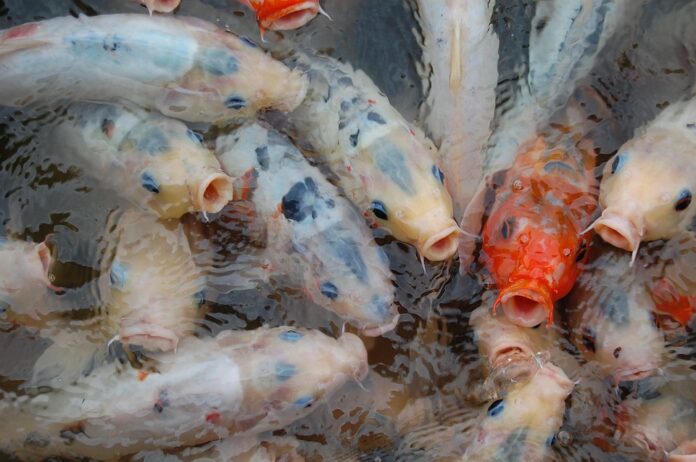 Top 10 carp import companies in Ukraine