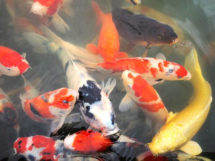 Top 10 carp importing countries in the world in 2025