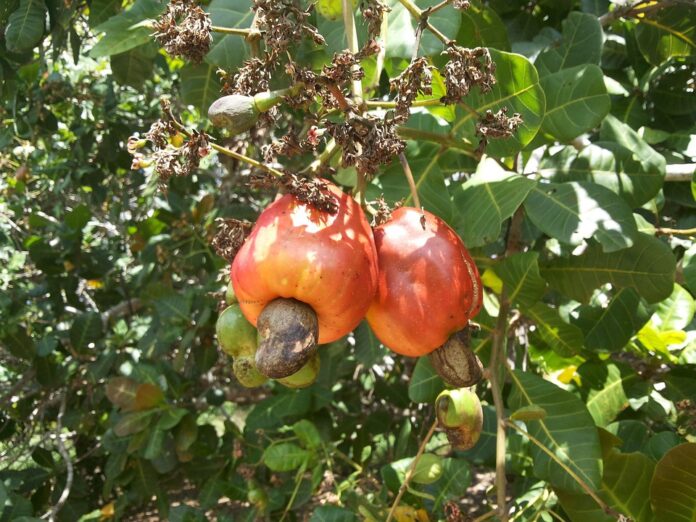 Top 10 cashew brands in India