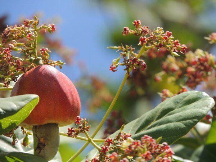 Top 10 cashew import companies in South Korea