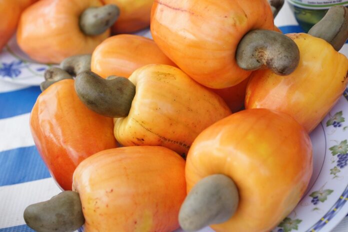 Top 10 cashew producing countries in the world in 2025