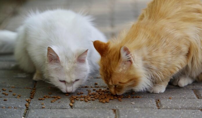 Top 10 cat food importers globally in 2025