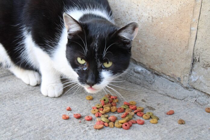 Top 10 cat food producers in China