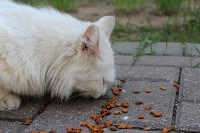 Top 10 cat food producers in France