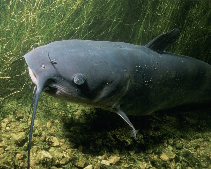Top 10 catfish brands in China