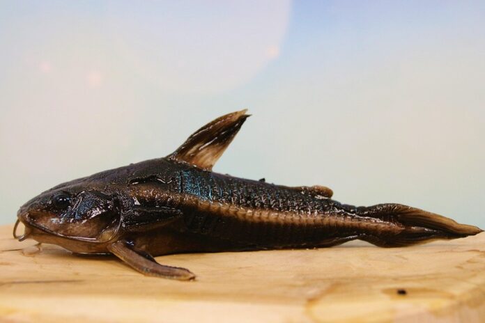 Top 10 catfish brands in Indonesia