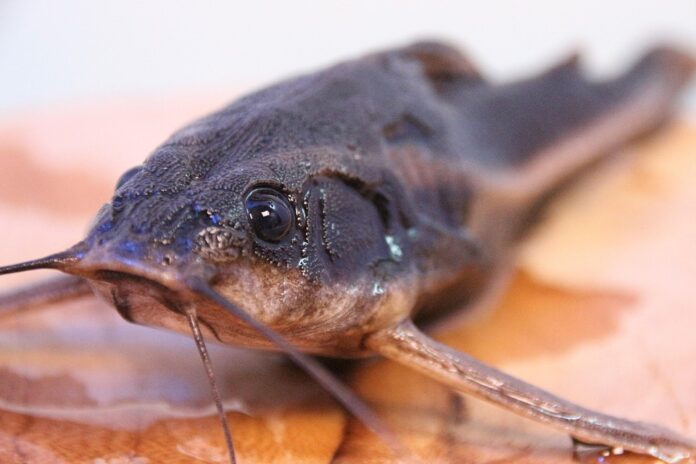 Top 10 catfish brands in Nigeria