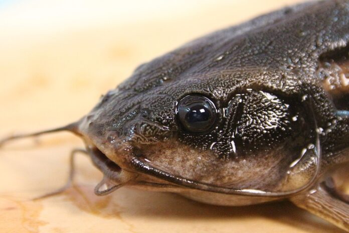 Top 10 catfish brands in Thailand