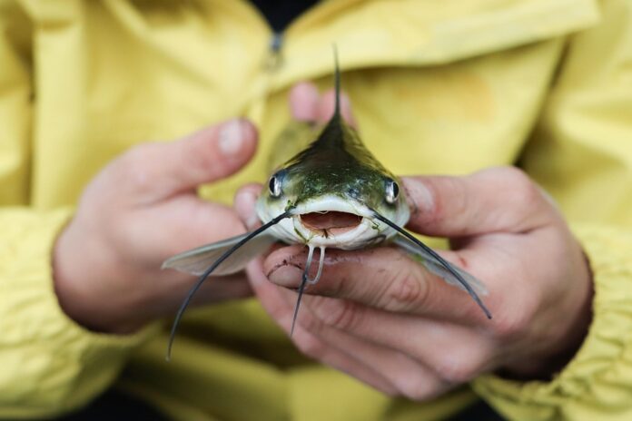 Top 10 catfish export companies in China