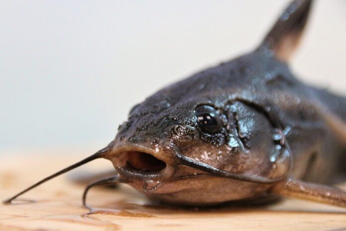 Top 10 catfish export companies in Nigeria
