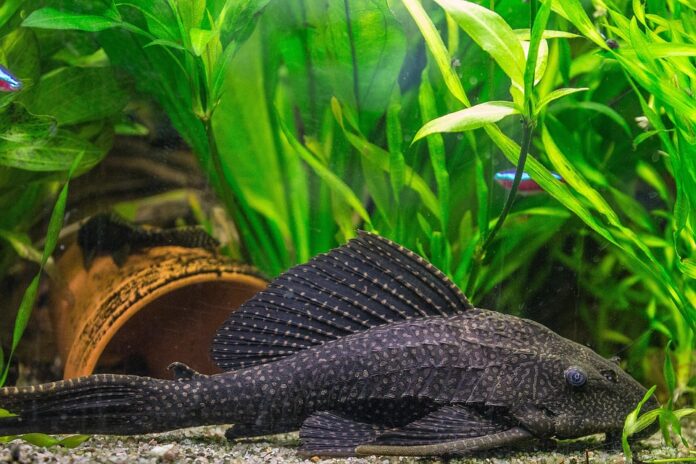 Top 10 catfish export companies in Thailand