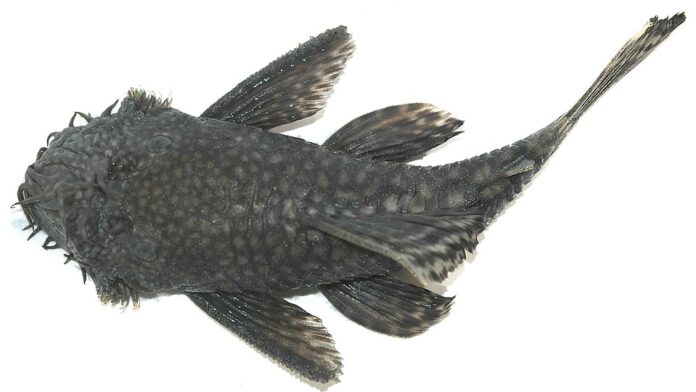 Top 10 catfish import companies in the United States
