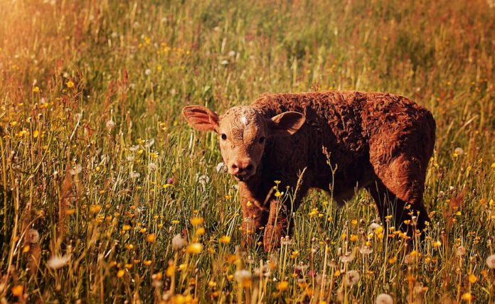 Top 10 cattle food brands globally in 2025