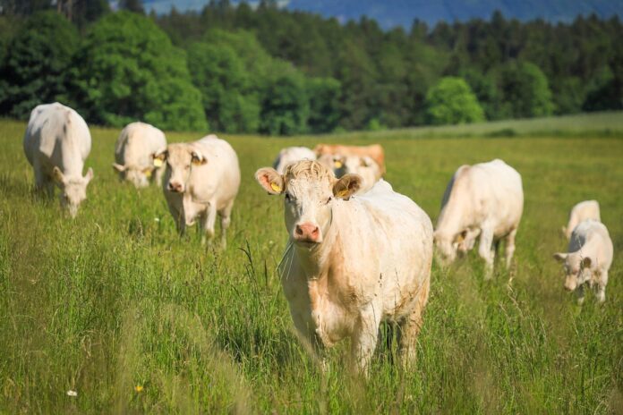 Top 10 cattle food exporters globally in 2025