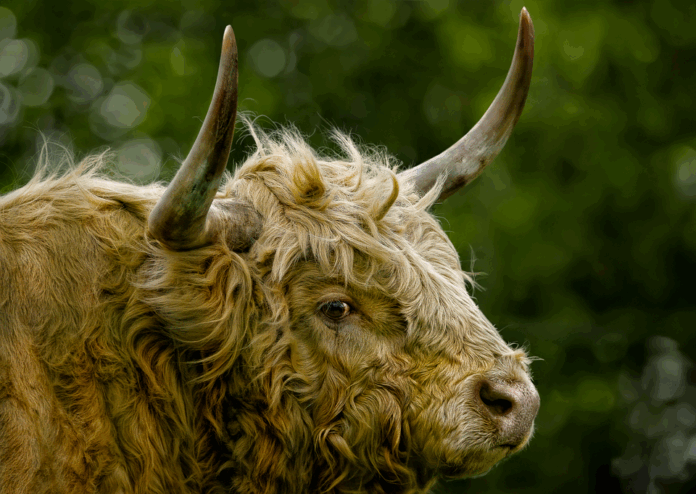 Top 10 cattle food producers in France