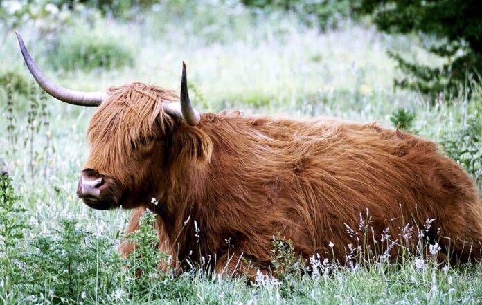 Top 10 cattle food producers in Germany