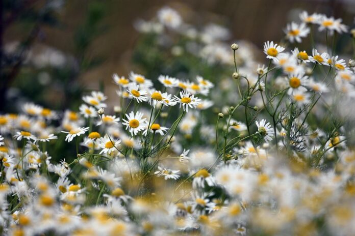 Top 10 chamomile export companies in Egypt