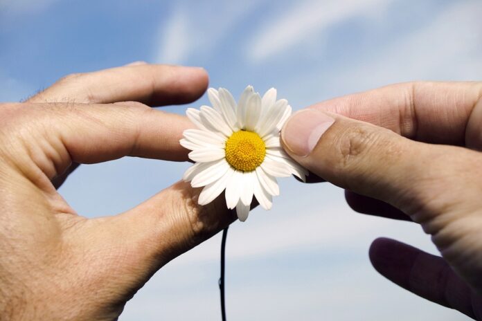 Top 10 chamomile import companies in Canada