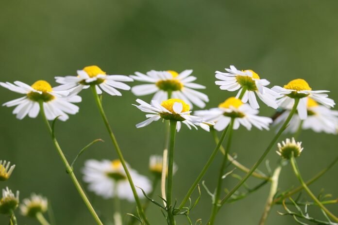 Top 10 chamomile import companies in France