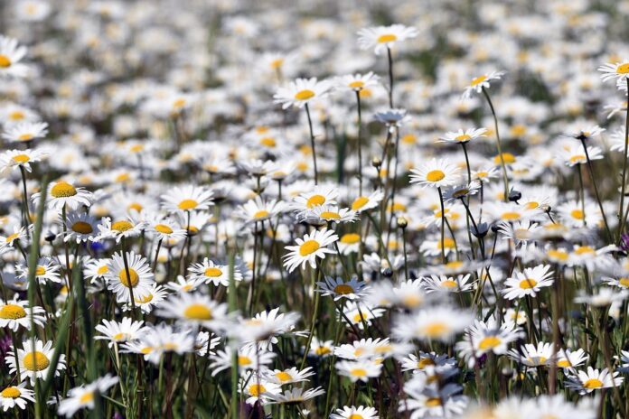 Top 10 chamomile import companies in Japan