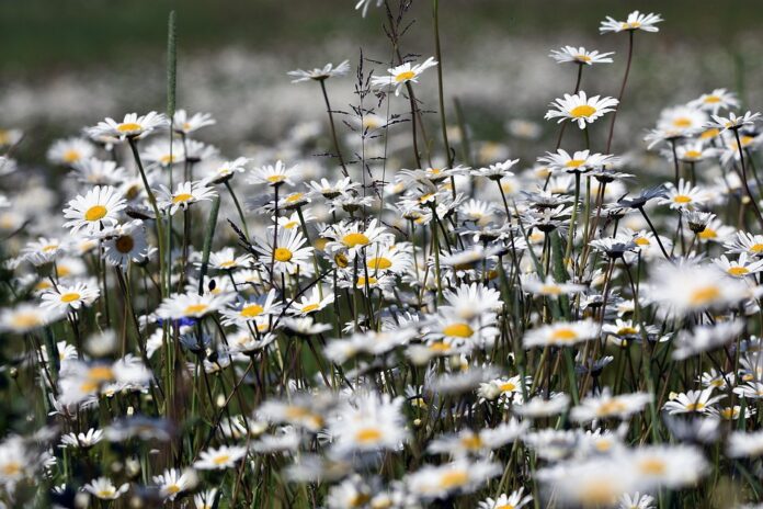 Top 10 chamomile import companies in Switzerland