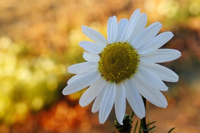 Top 10 chamomile import companies in the Netherlands