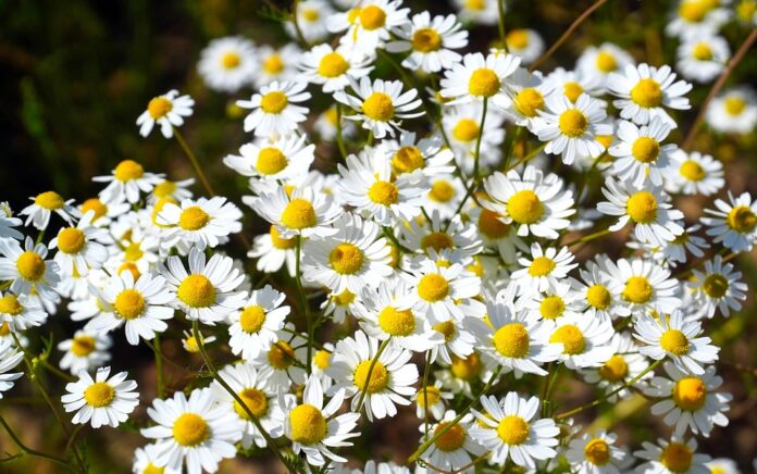 Top 10 chamomile importing countries in the world in 2025