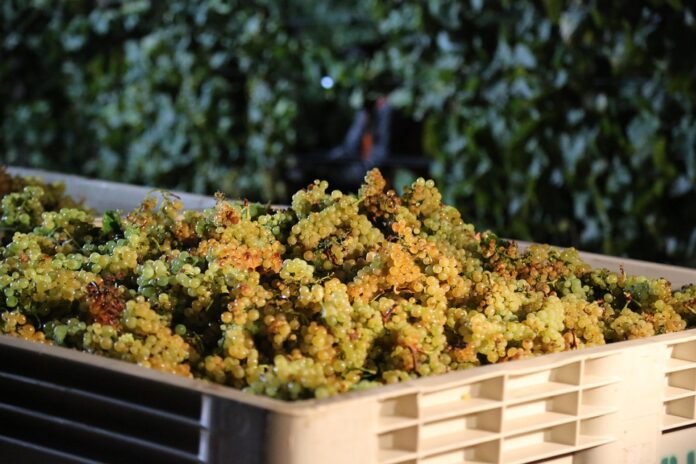 Top 10 chardonnay import companies in the United Kingdom