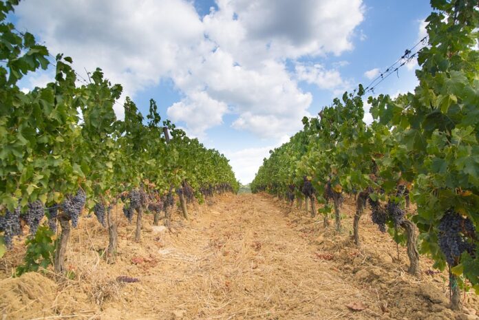 Top 10 chardonnay wine labels exported globally