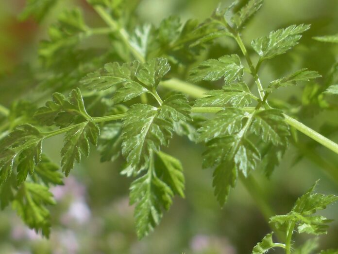 Top 10 chervil brands in Germany