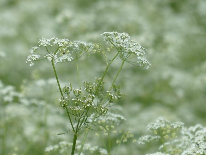 Top 10 chervil brands in Poland