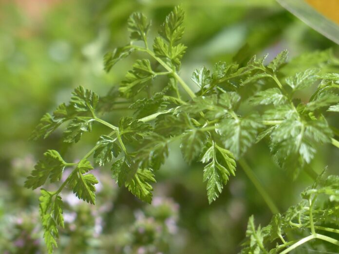 Top 10 chervil brands in Switzerland
