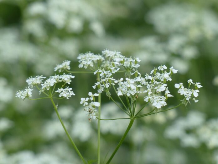Top 10 chervil brands in the Netherlands