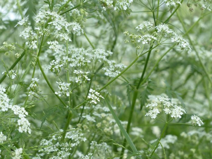 Top 10 chervil export companies in Austria