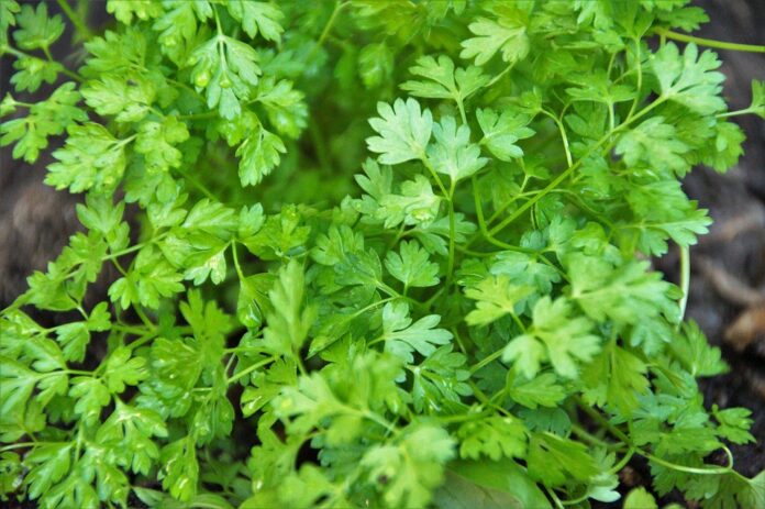 Top 10 chervil export companies in France