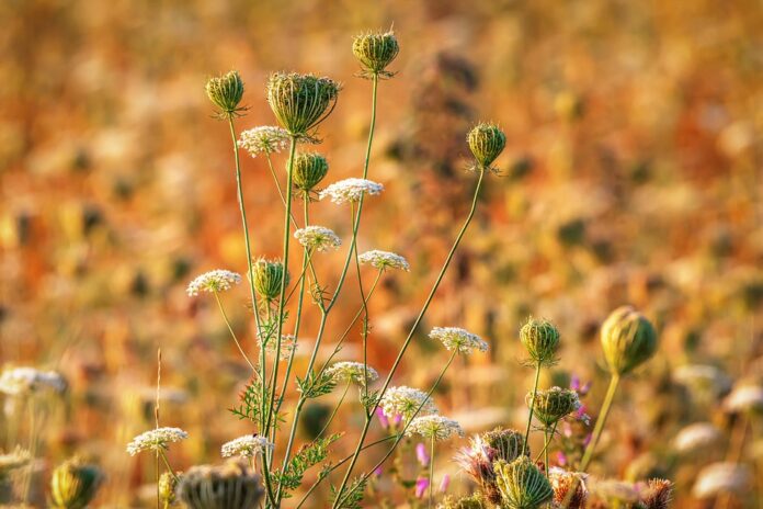 Top 10 chervil export companies in Poland