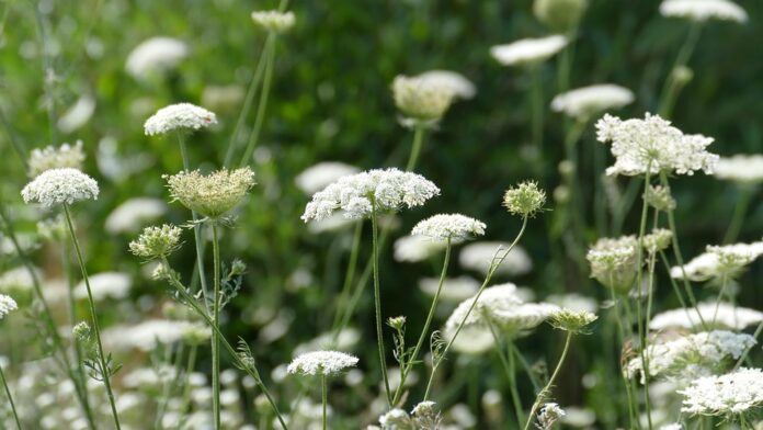 Top 10 chervil export companies in Switzerland