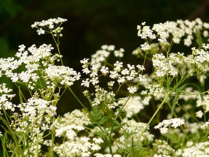 Top 10 chervil export companies in the United Kingdom