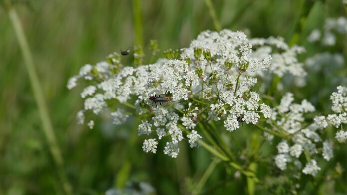 Top 10 chervil import companies in France
