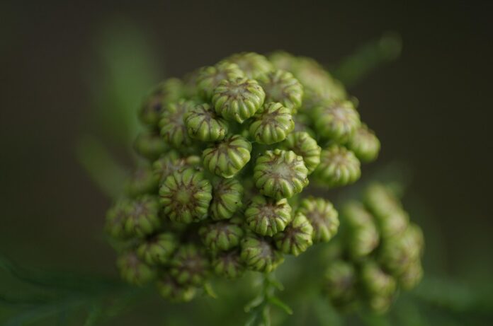 Top 10 chervil import companies in Japan